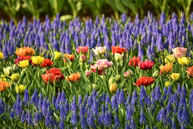 multiple flowers in a flower bed