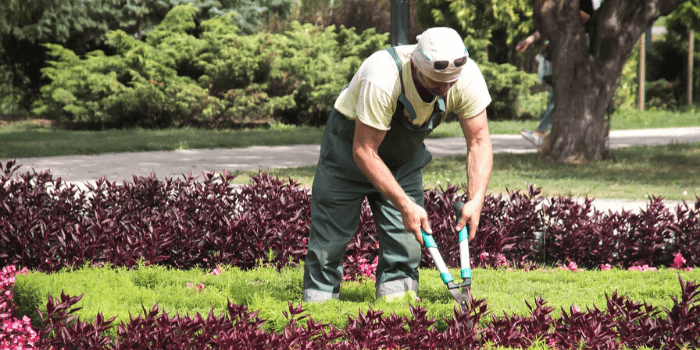 man landscaping summer garden on a sunny day